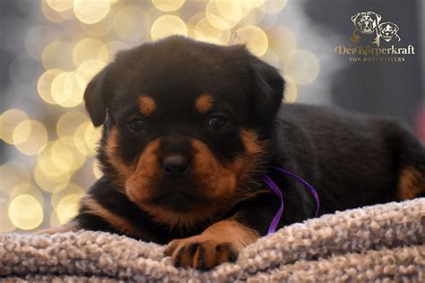 rottweiler puppies for sale in maine|rottweiler for sale maine.